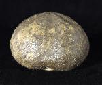 Micraster brevis DESOR in AGASSIZ & DESOR 1847 - Bild © FossNet FossilienStore